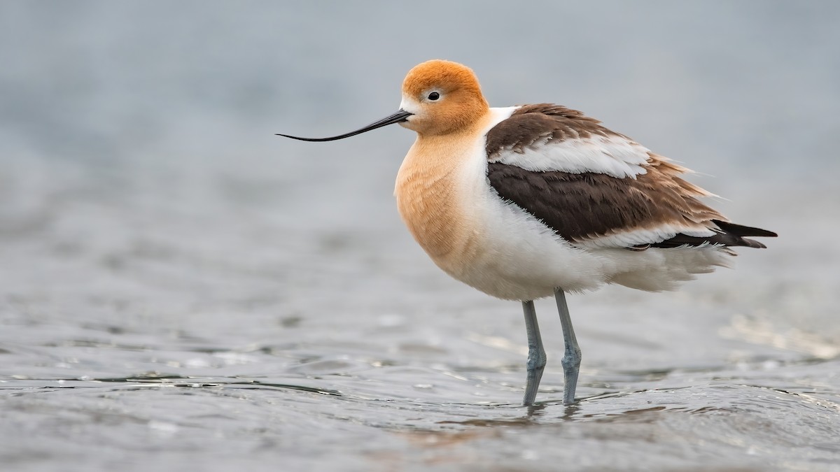 American Avocet - ML342141181