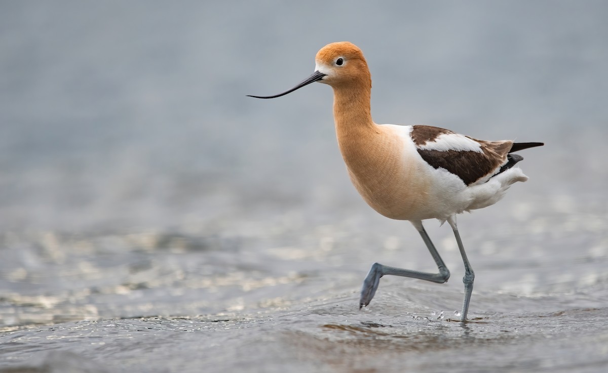 American Avocet - Mason Maron