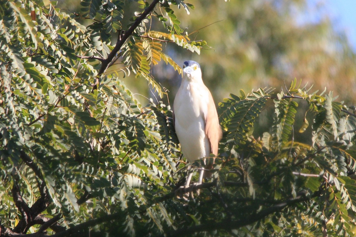 Nankeen Night Heron - ML342141811