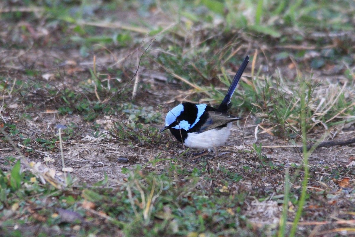 Superb Fairywren - ML342141851