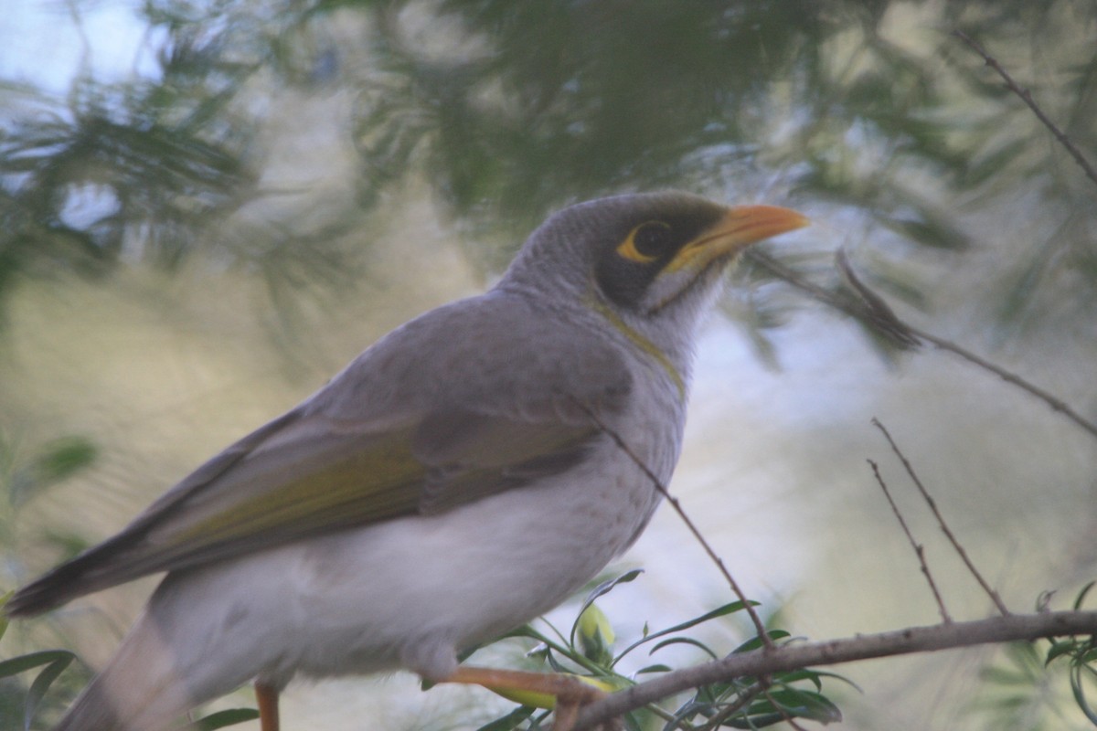 Yellow-throated Miner - ML342141971
