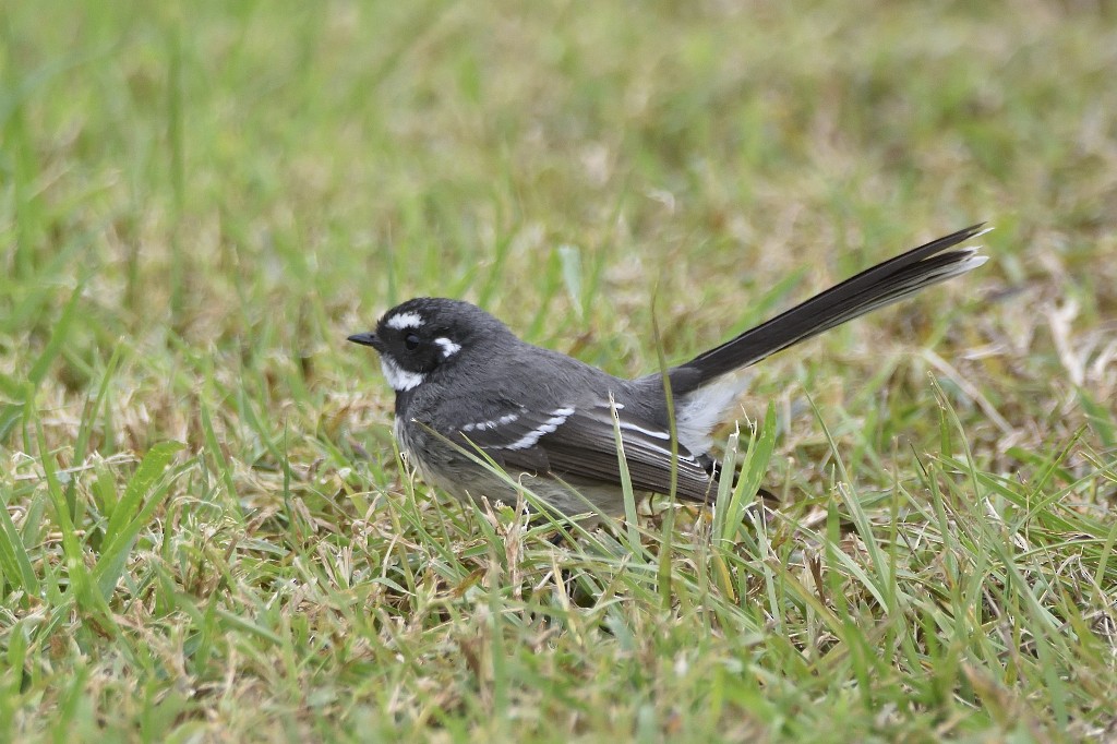 Gray Fantail - ML342142941