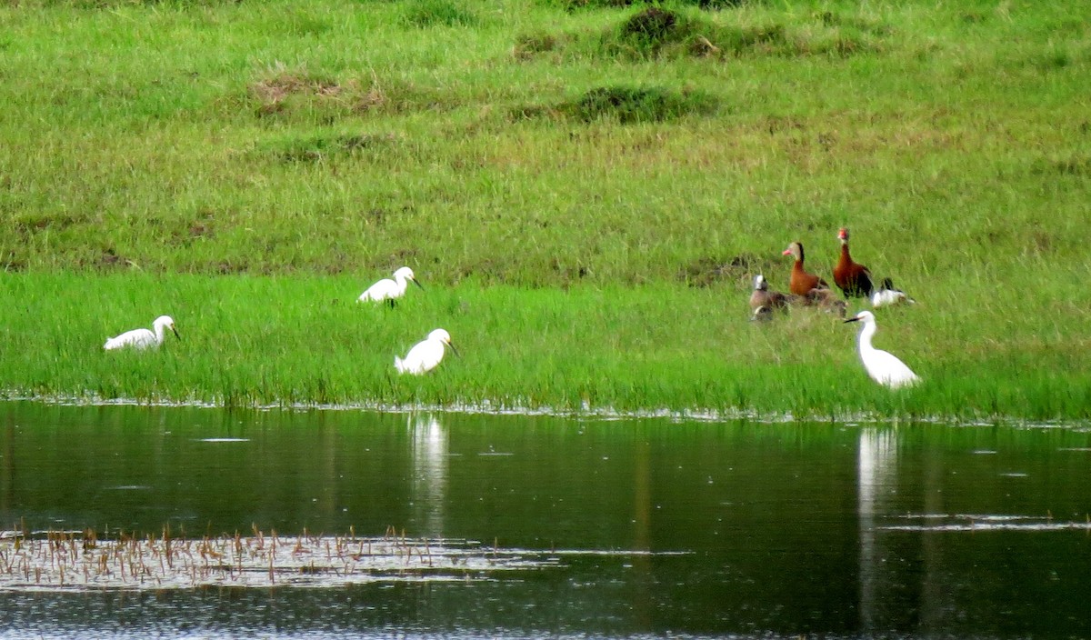 Snowy Egret - ML342143521