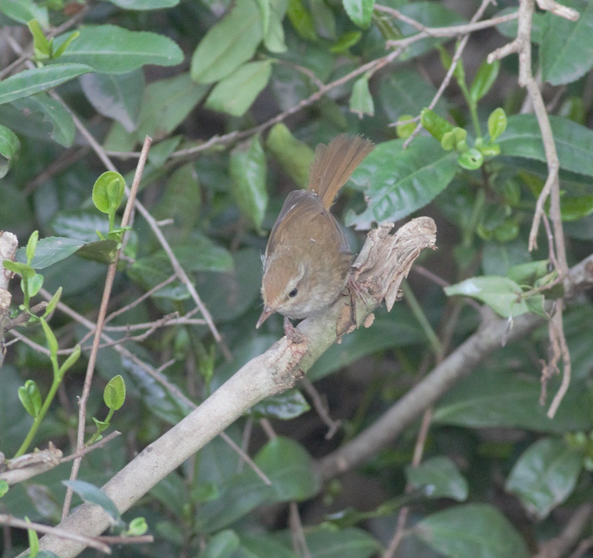 Brownish-flanked Bush Warbler - ML342144401