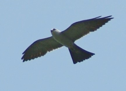 Mississippi Kite - Robin Oxley 🦉