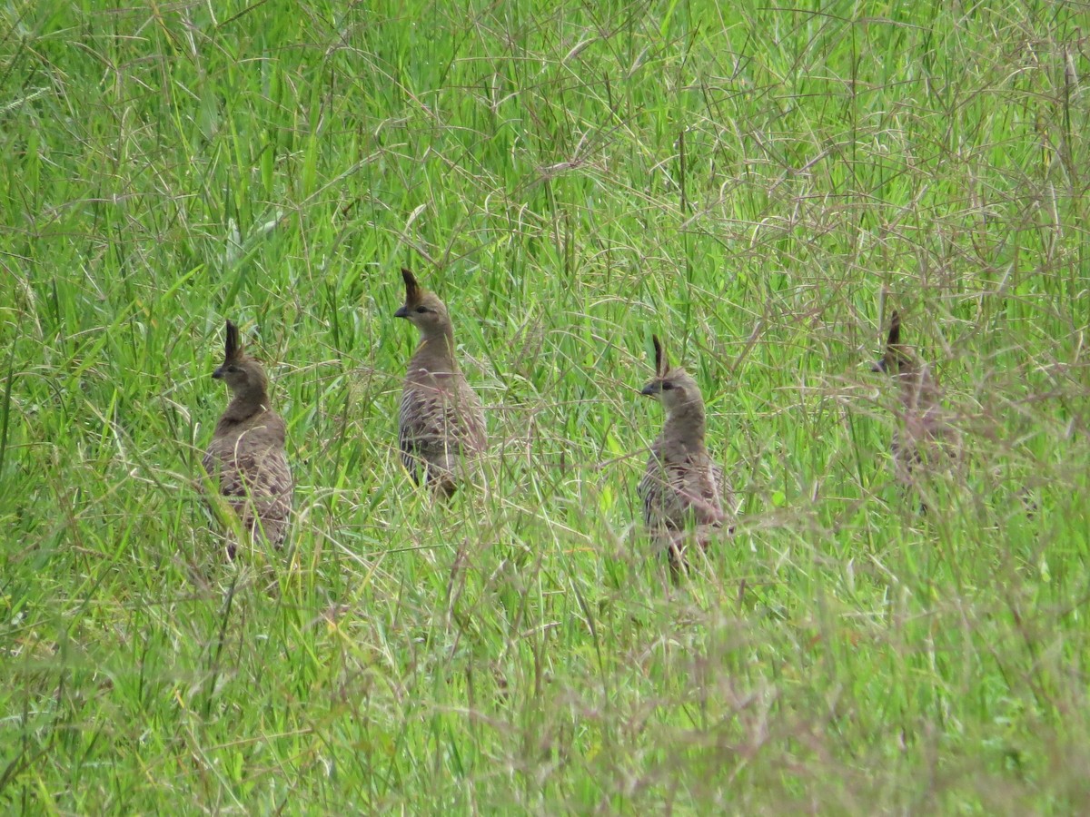 Banded Quail - ML34214581