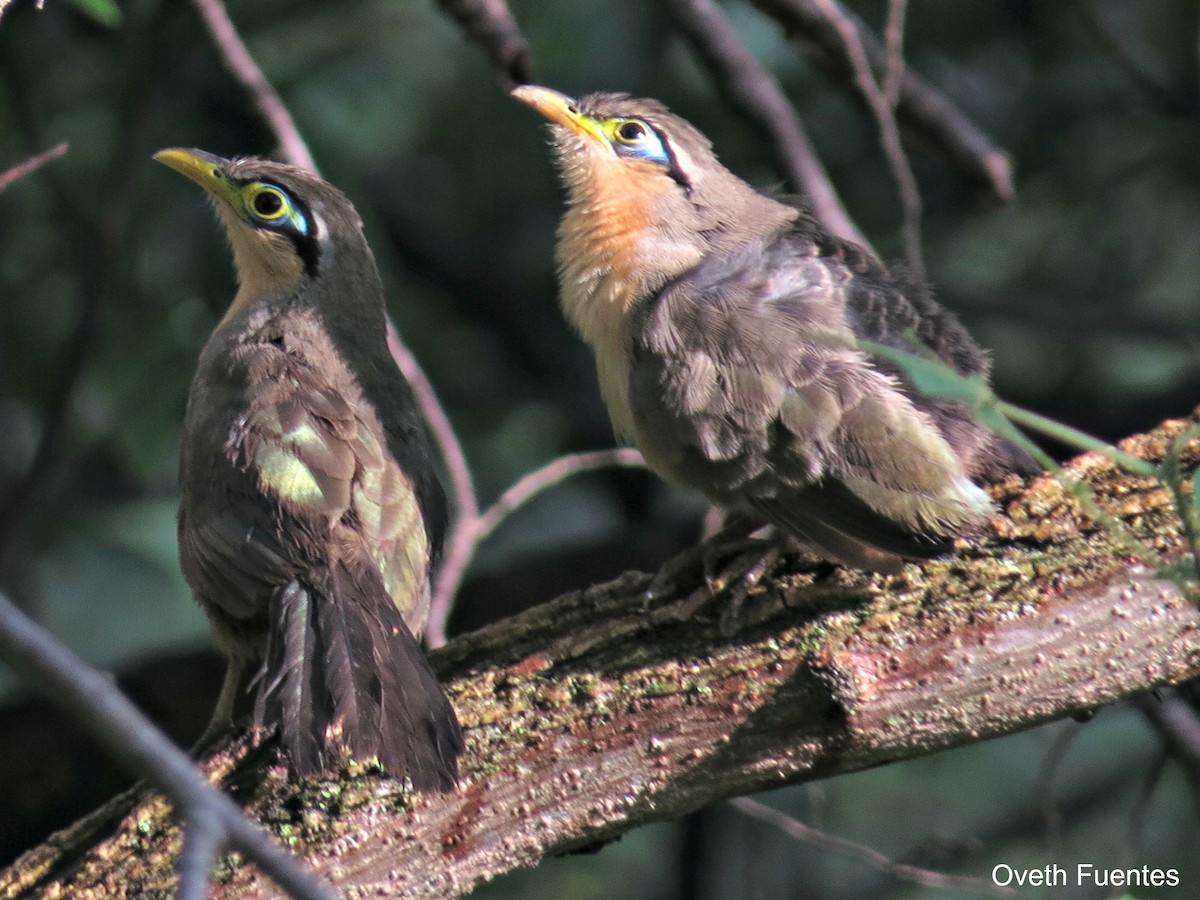 Lesser Ground-Cuckoo - ML34214641