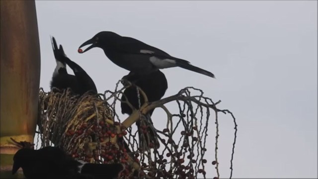 Pied Currawong - ML342147621