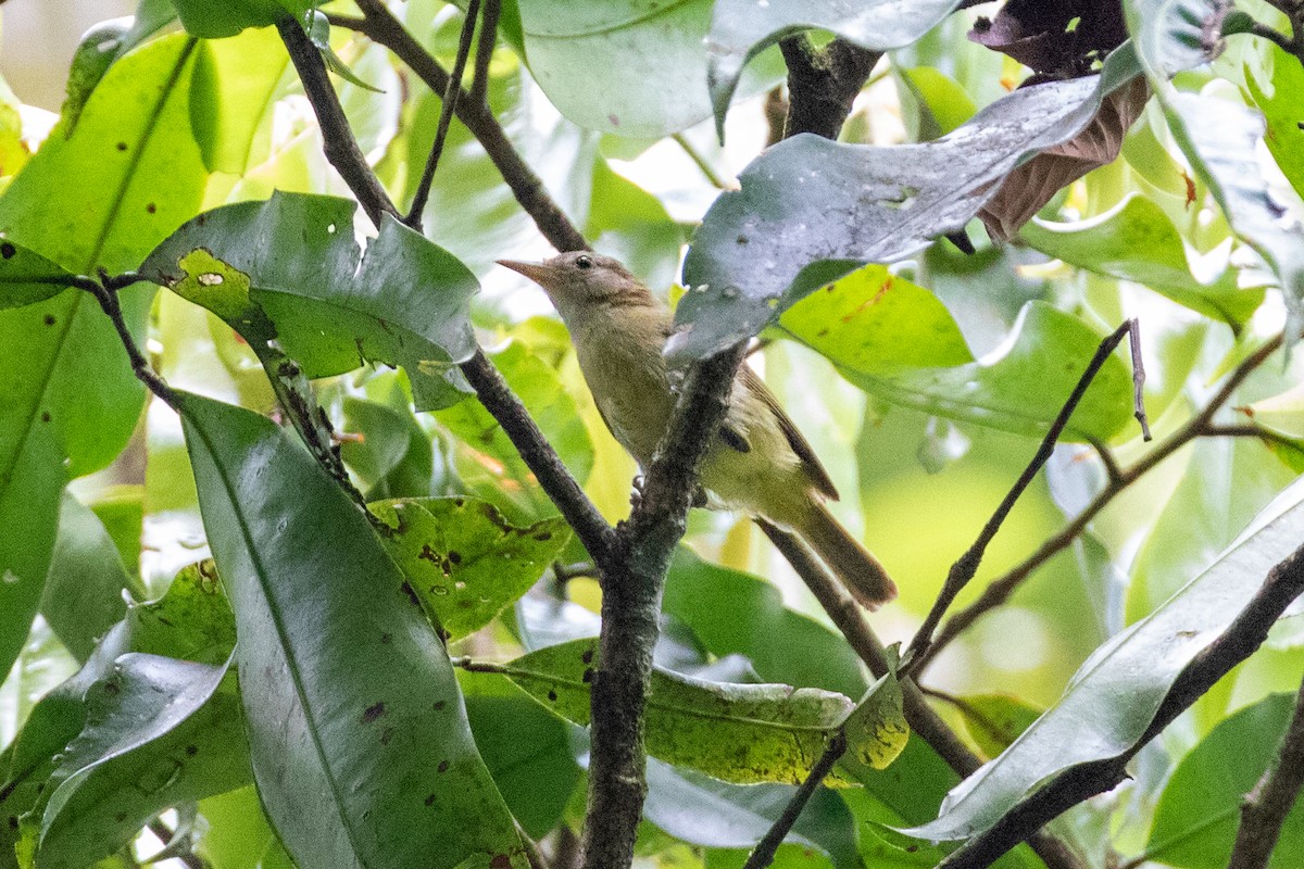 Dusky-capped Greenlet - Thibaud Aronson