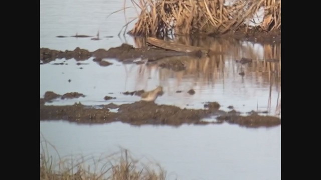 Long-toed Stint - ML342148091