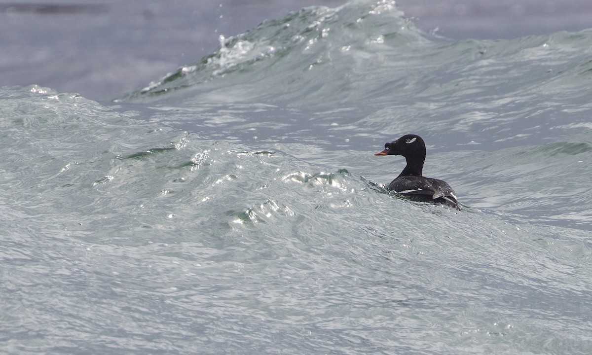 Stejneger's Scoter - ML342150931