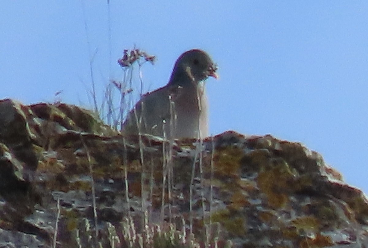 Pigeon colombin - ML342151121