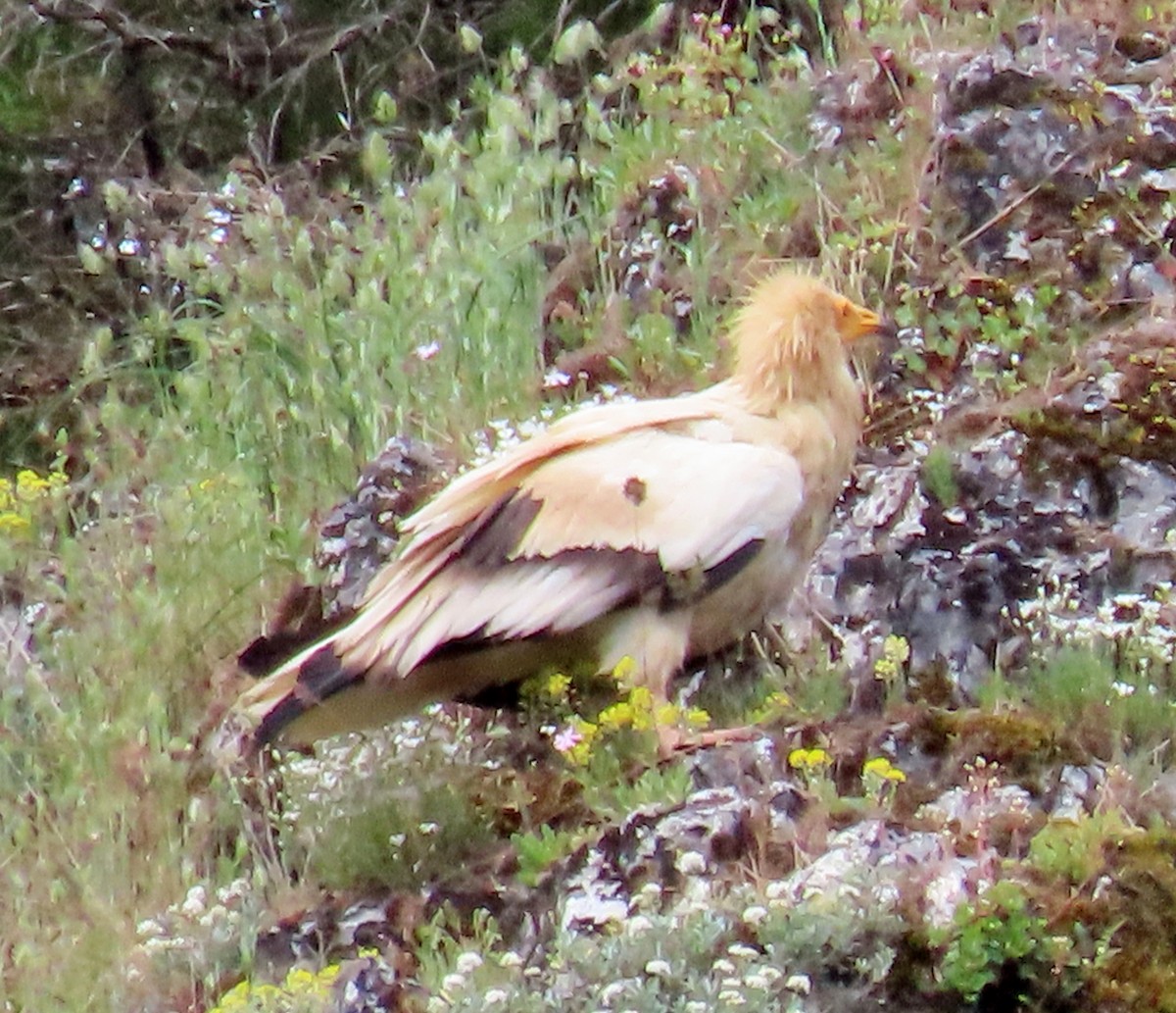 Egyptian Vulture - ML342151131