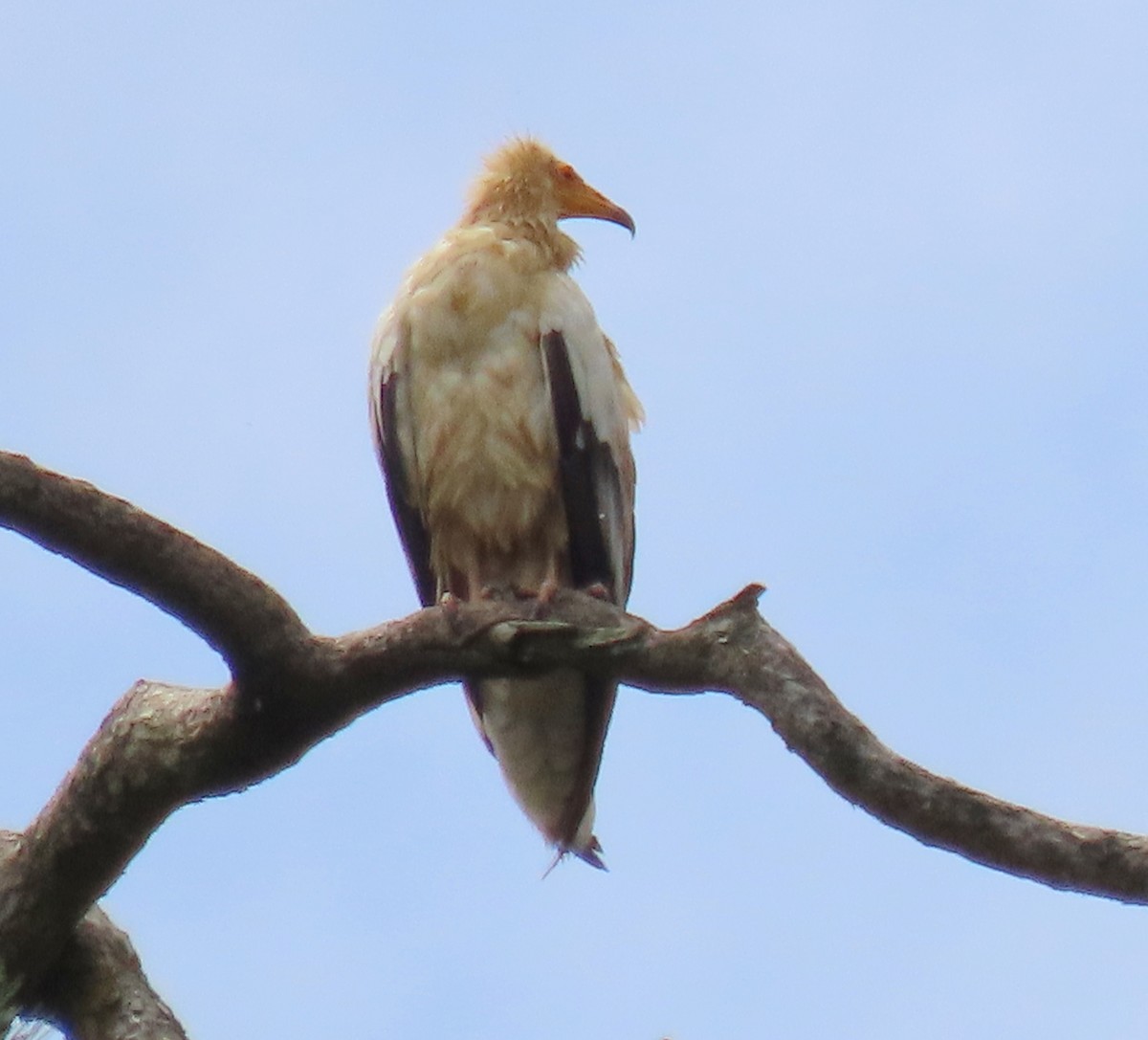 Egyptian Vulture - ML342151141