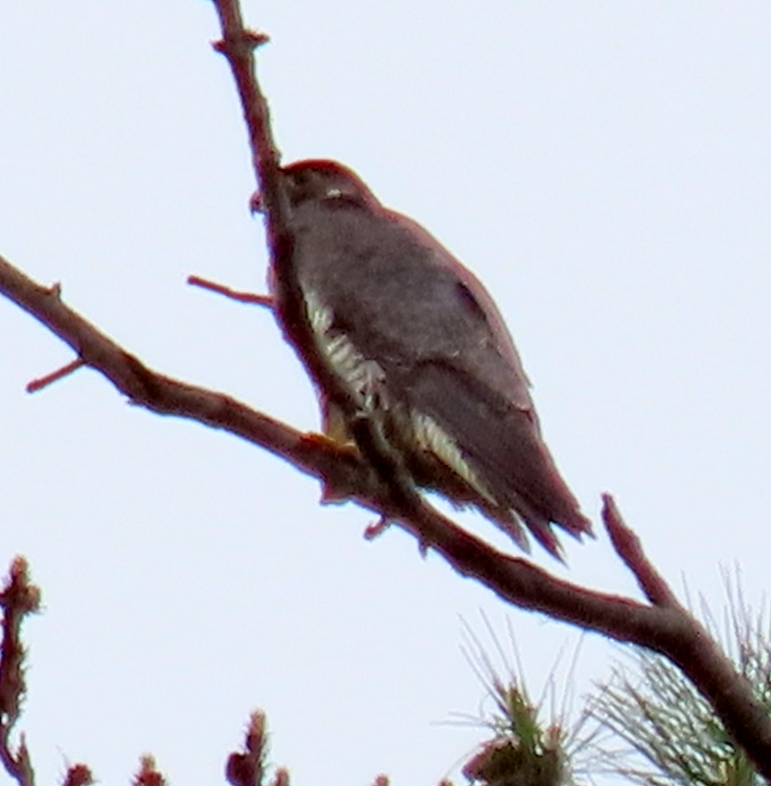 Peregrine Falcon - ML342151241