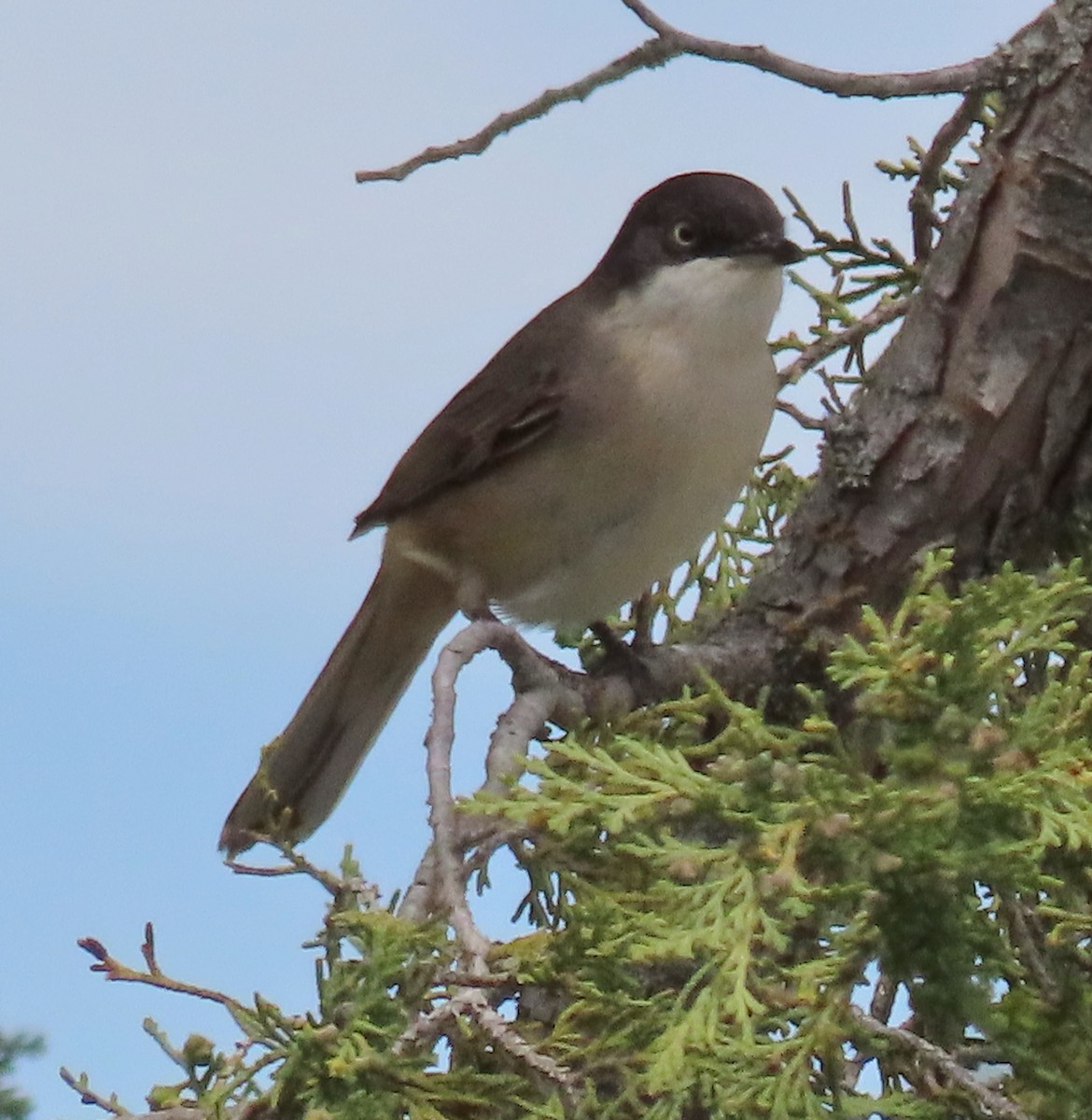 Western Orphean Warbler - ML342151291