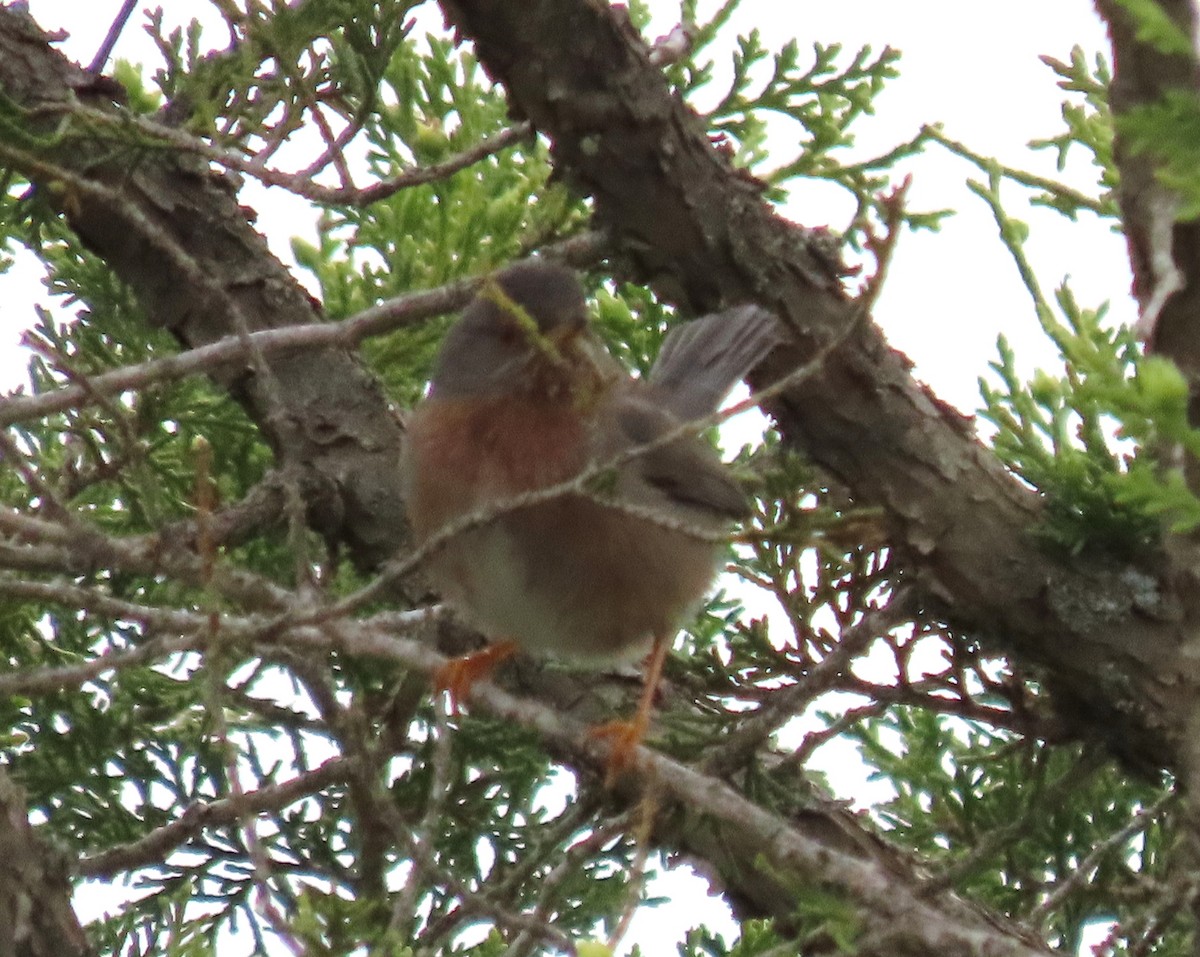 Dartford Warbler - ML342151351