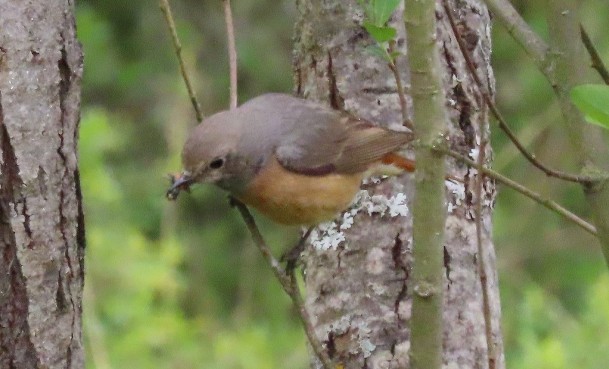 Common Redstart - ML342151451