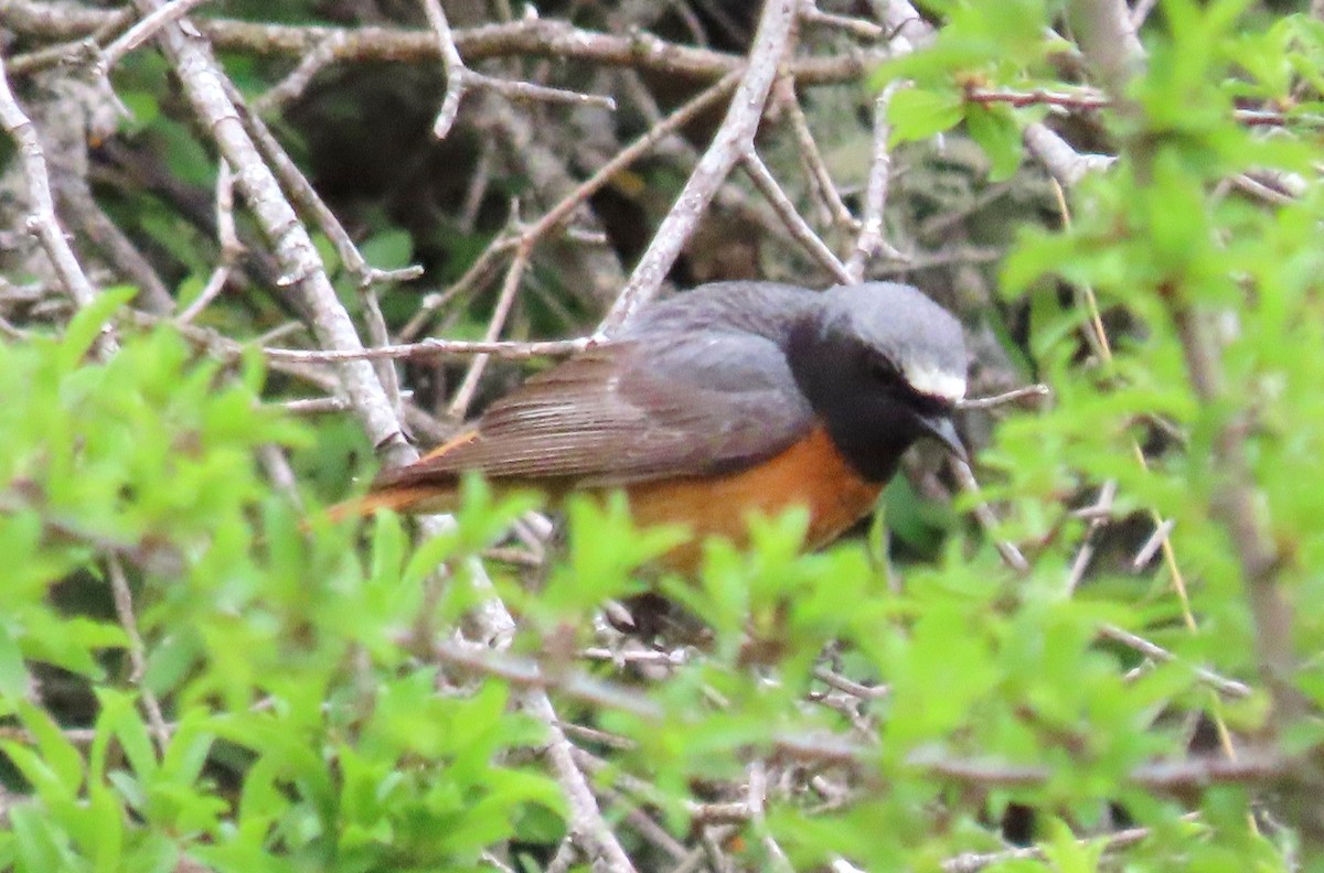 Common Redstart - ML342151461