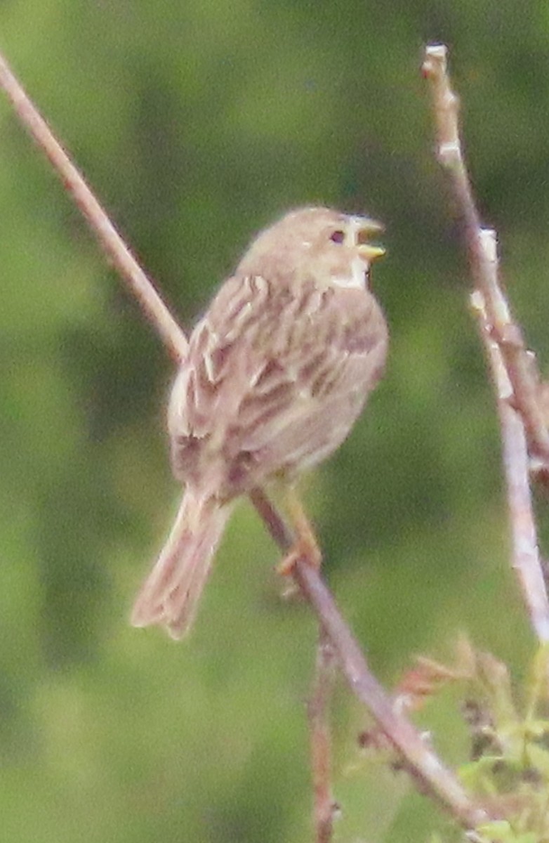 Corn Bunting - ML342151491