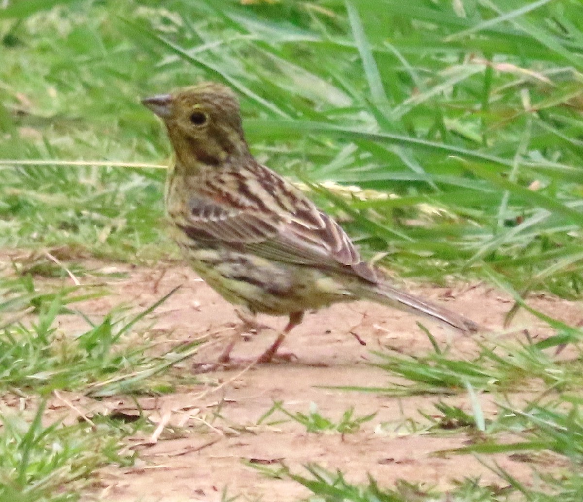 Cirl Bunting - ML342151511