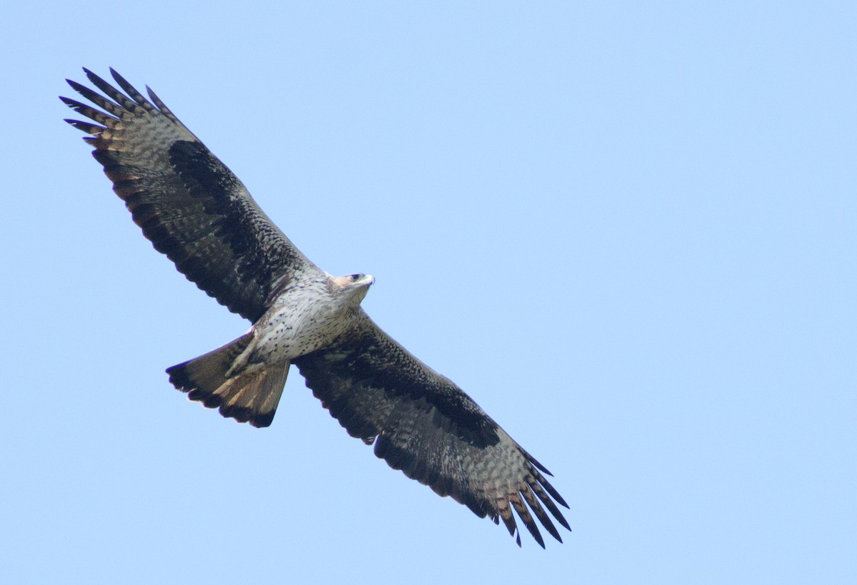 Águila Perdicera - ML342153081