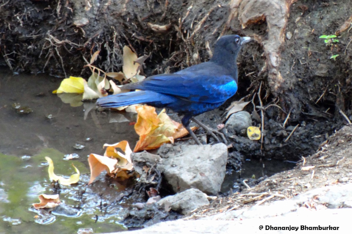 Малабарская синяя птица - ML342155261