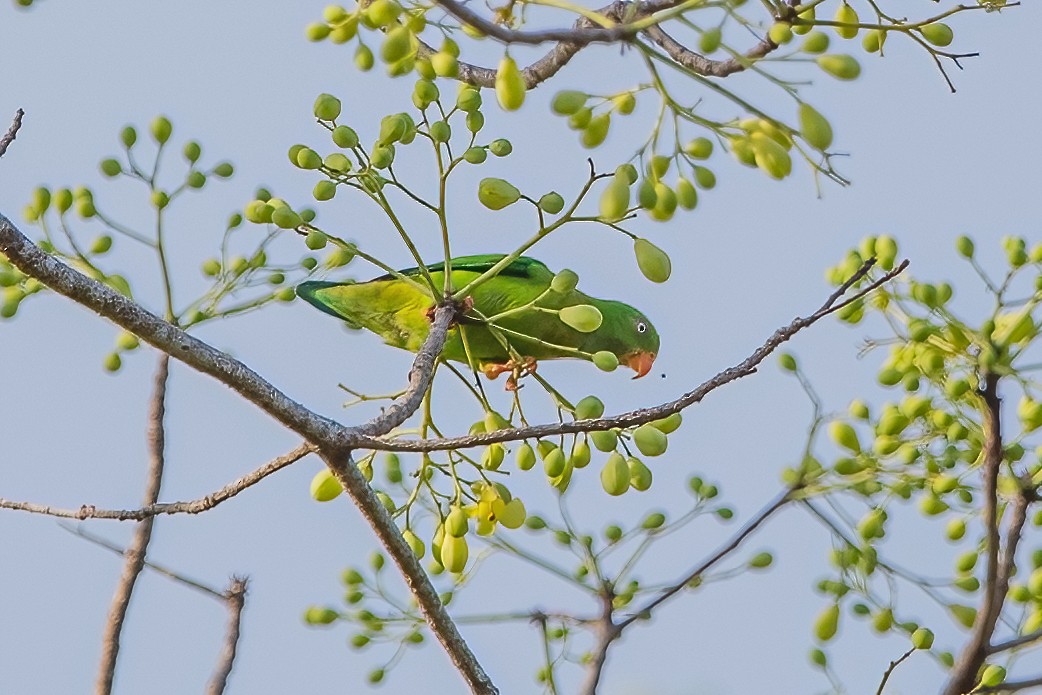 Vernal Hanging-Parrot - ML342155361