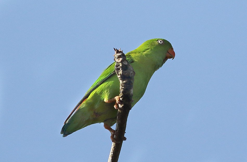 Vernal Hanging-Parrot - ML342157931