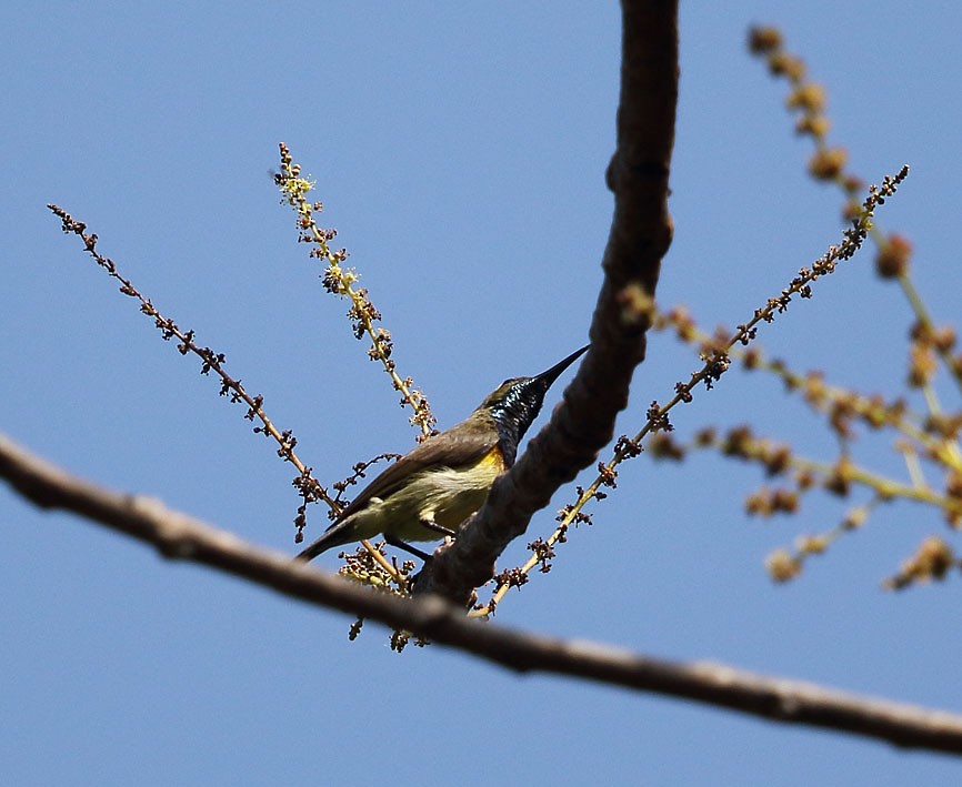 Ornate Sunbird - Gobind Sagar Bhardwaj