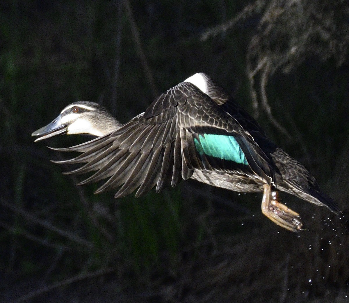 Canard à sourcils - ML342162121