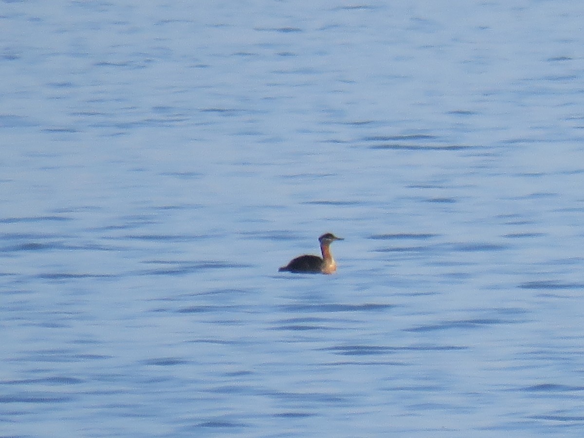 Red-necked Grebe - ML342162681