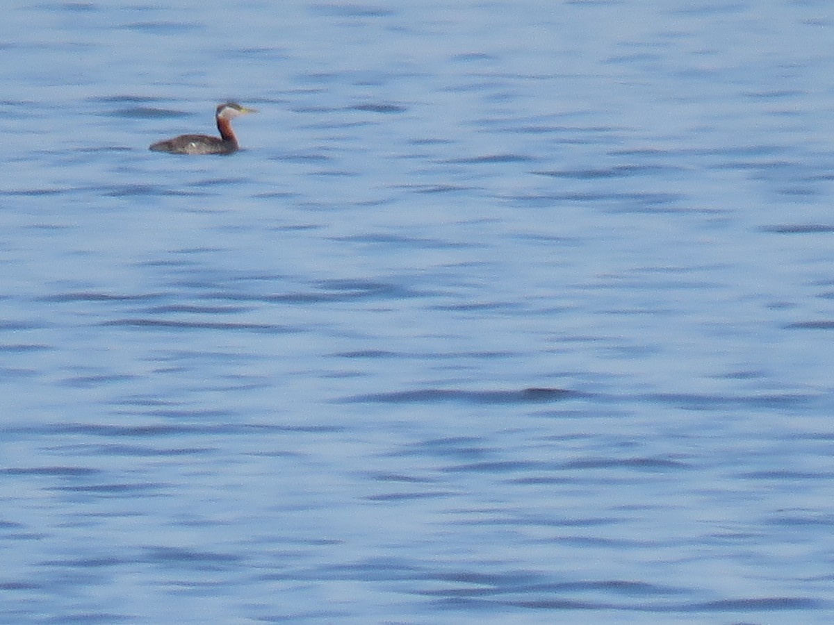 Red-necked Grebe - ML342162691