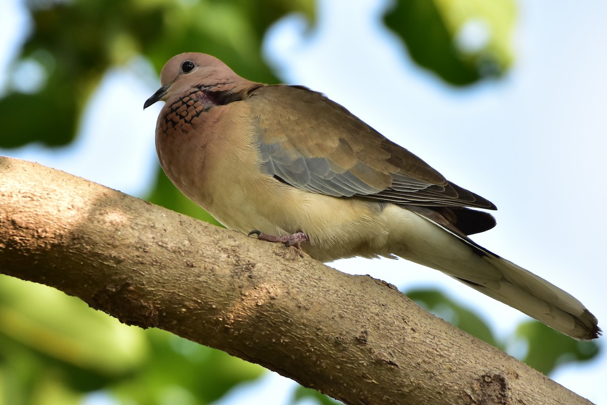 Tórtola Senegalesa - ML342163171