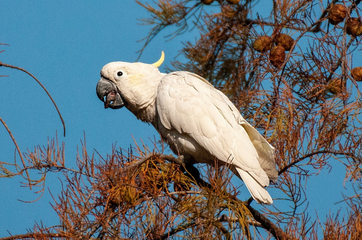 Yellow-crested Cockatoo - Kelvin NG