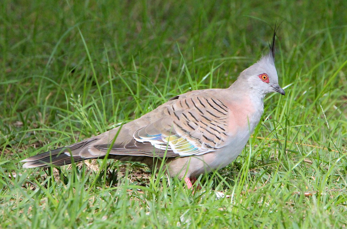 Crested Pigeon - Sandra Gallienne