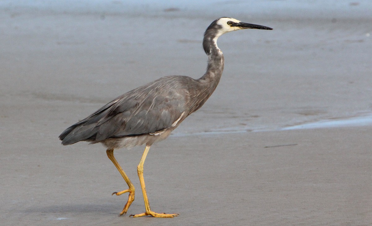 White-faced Heron - Sandra Gallienne