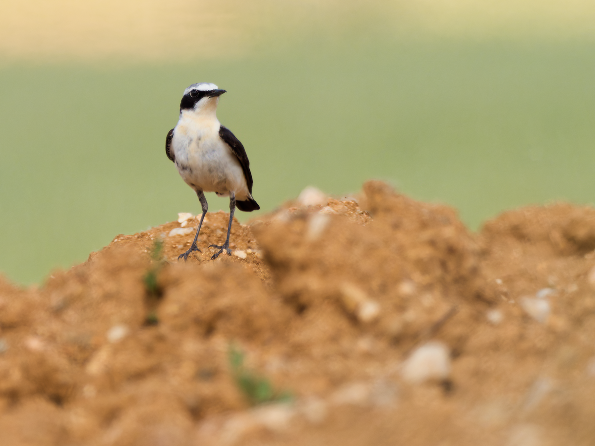 Northern Wheatear - ML342166031