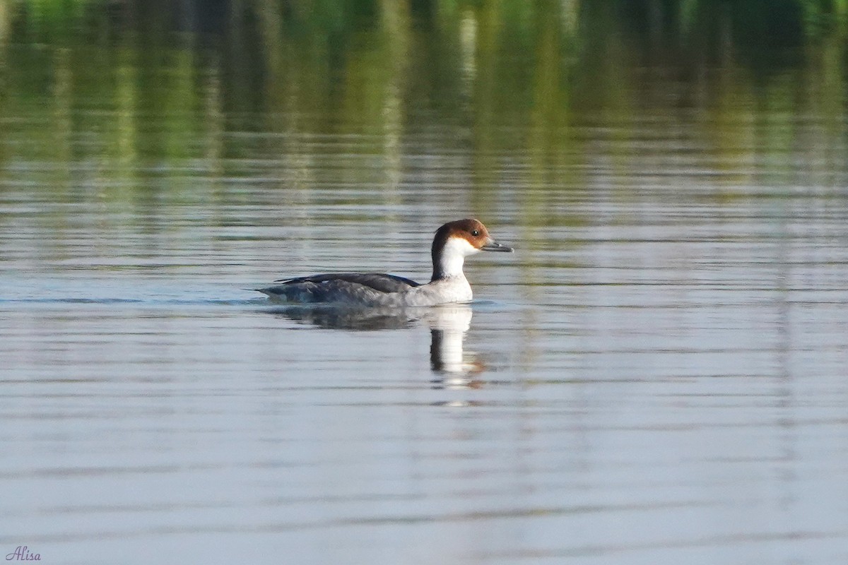 Smew - ML342166351