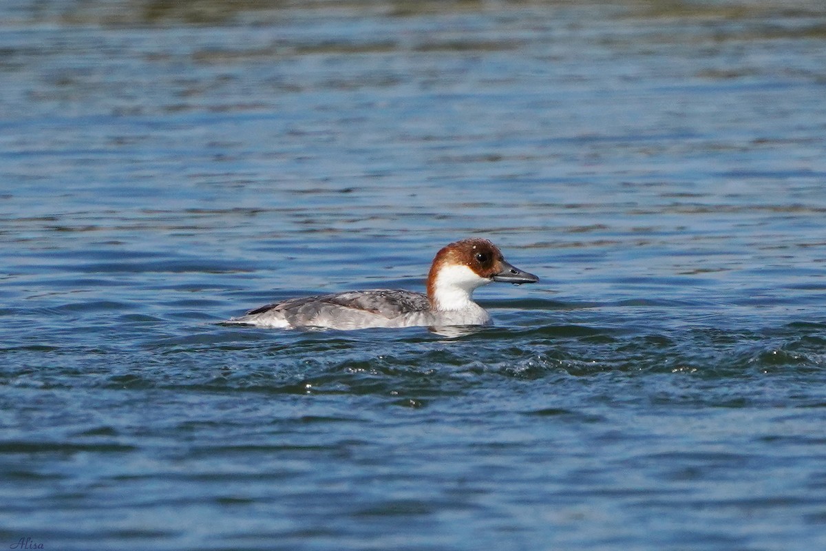 Smew - ML342166361