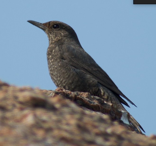 Blue Rock-Thrush - ML342167591