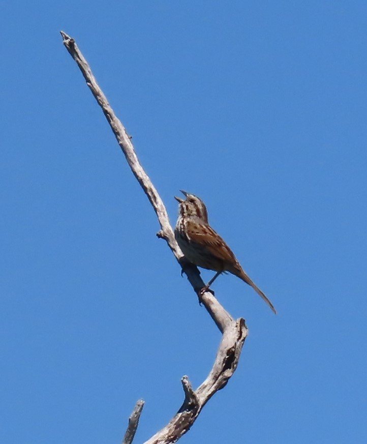 Song Sparrow - ML342168271