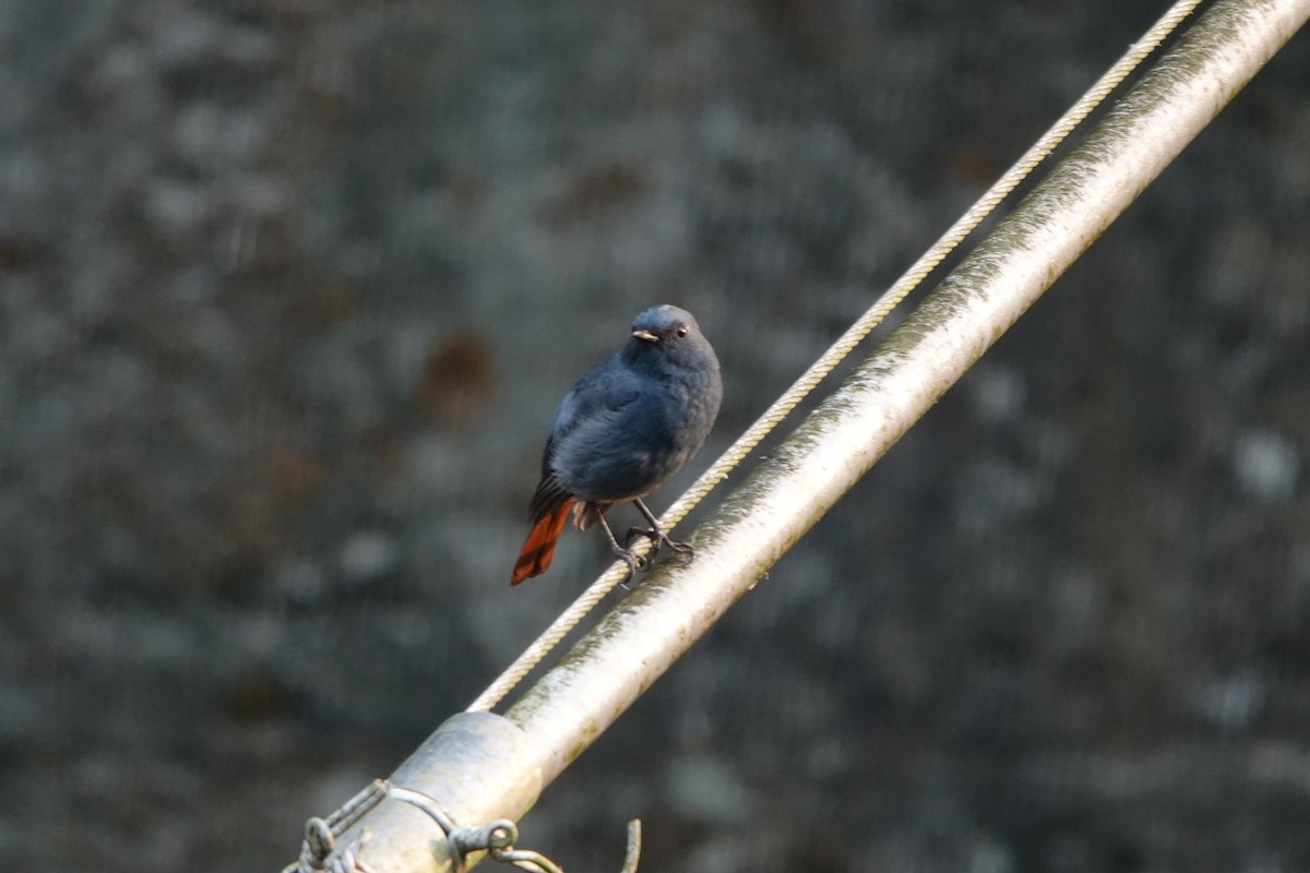Plumbeous Redstart - ML342168381
