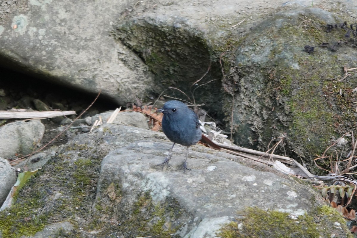 Plumbeous Redstart - ML342168391