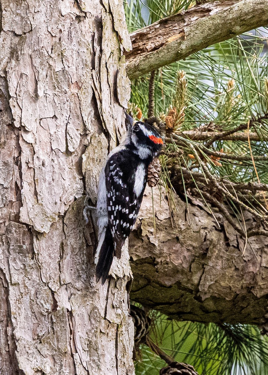 Downy Woodpecker - Richard Freeman