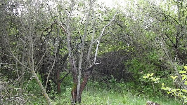 Дууч хөөндэй - ML342169821