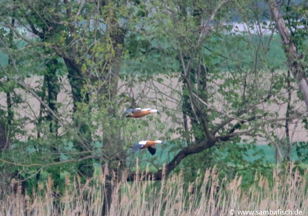 Ruddy Shelduck - ML342171181