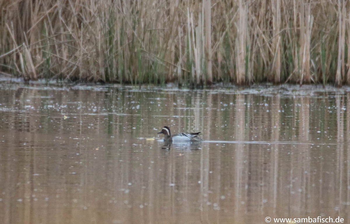 Garganey - ML342171191