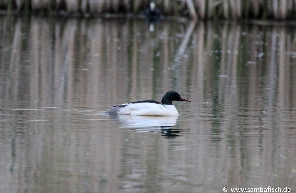 Common Merganser - ML342171281