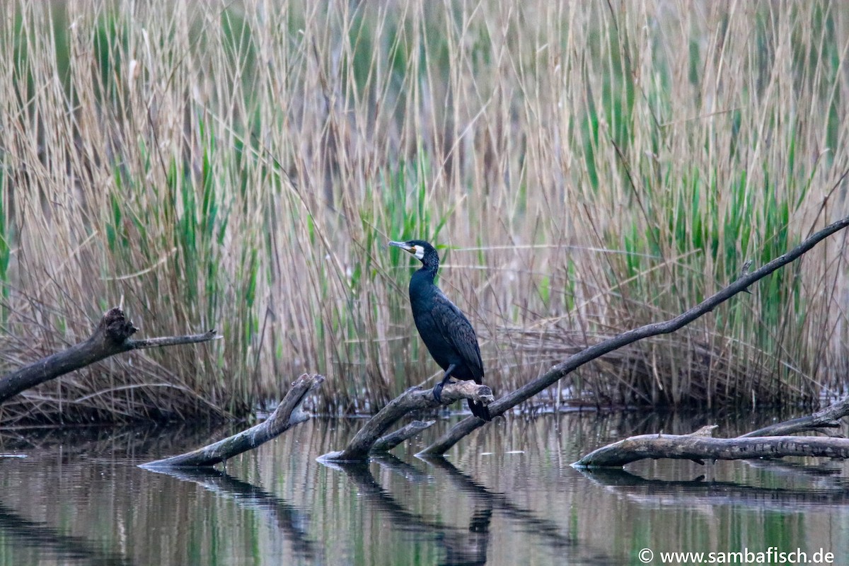 Great Cormorant - ML342171331